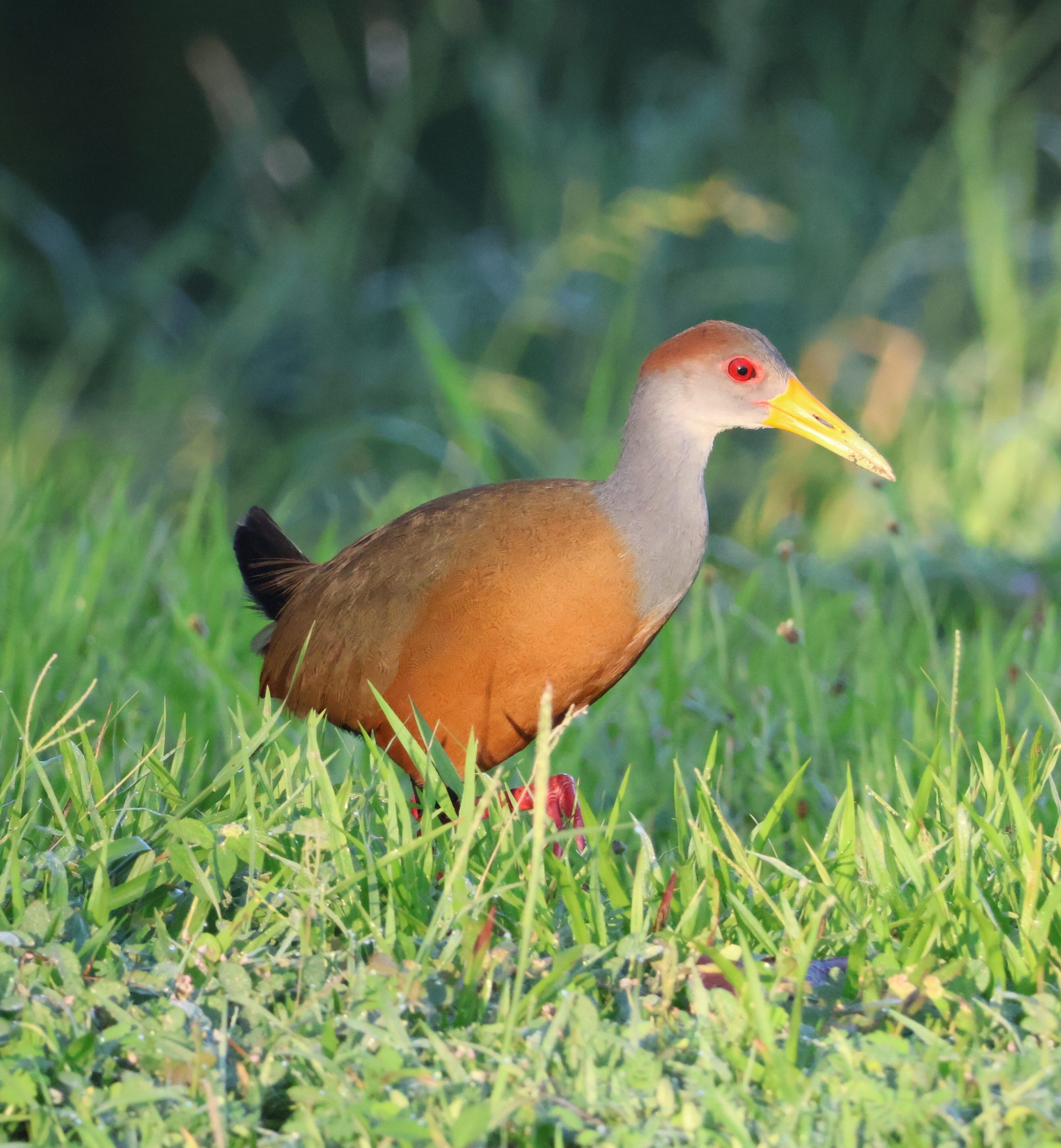Russet-naped Wood-Rail 1