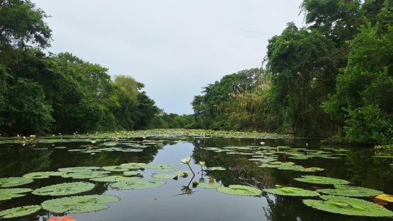 lirios canal
